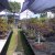 Domenica al Centro Bonsai Piccin